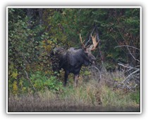 A Moose on Moose Lake, Mercer, WI